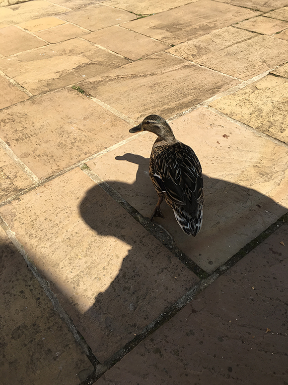 Maisy On The Road Duckie