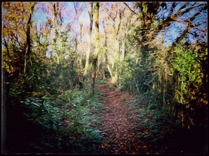 all-counties-craft-challenge-a-winter-woodland-walk
