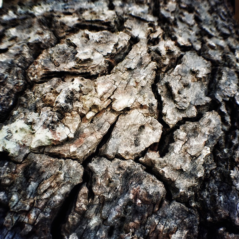 micro-photography-12