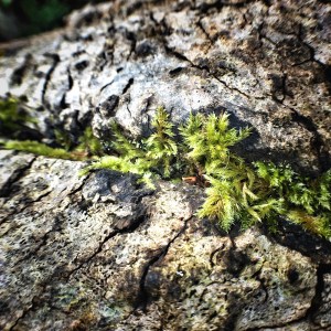 micro-photography-13