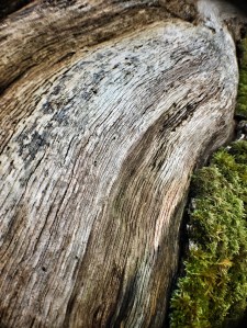 micro-photography-14