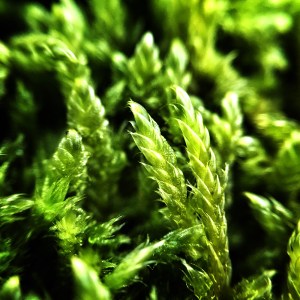 micro-photography-16