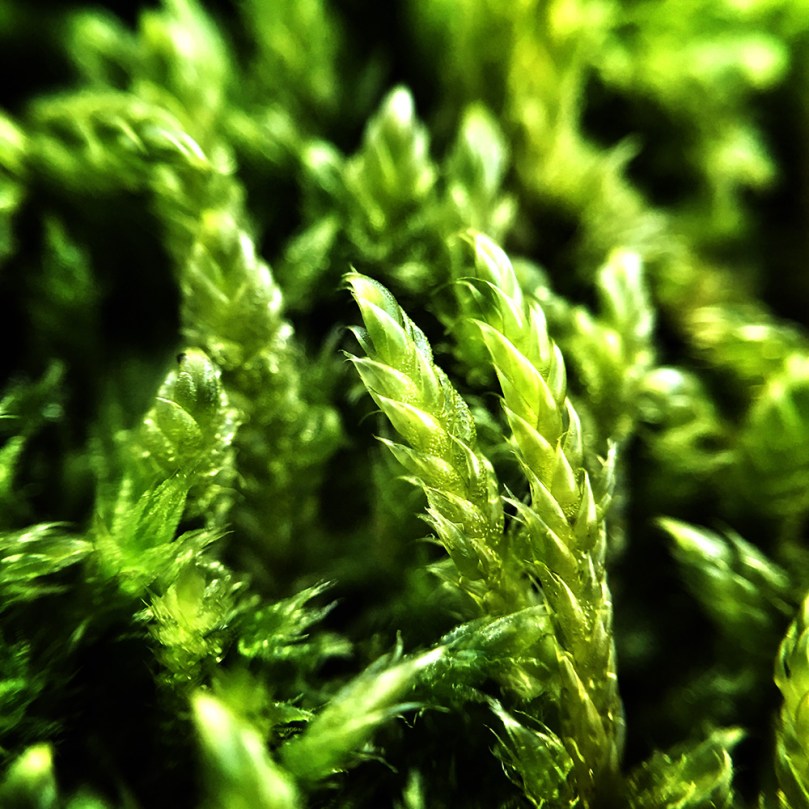 micro-photography-16