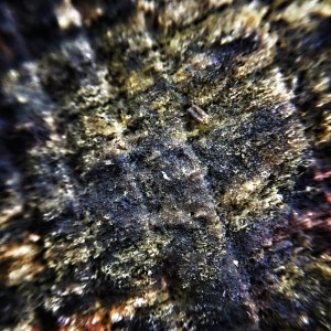 micro-photography-17