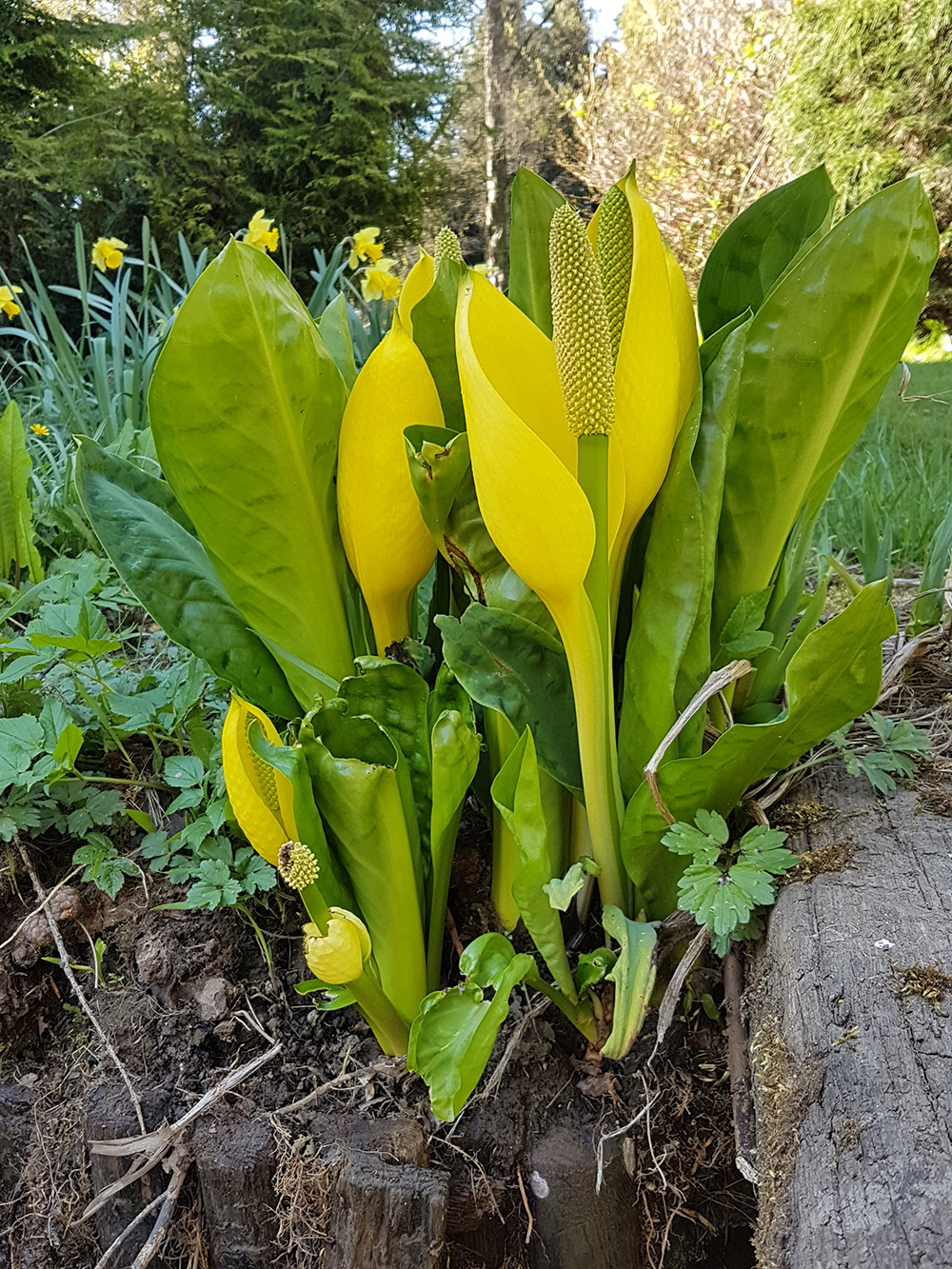 An unusual and unidentified plant in the garden.