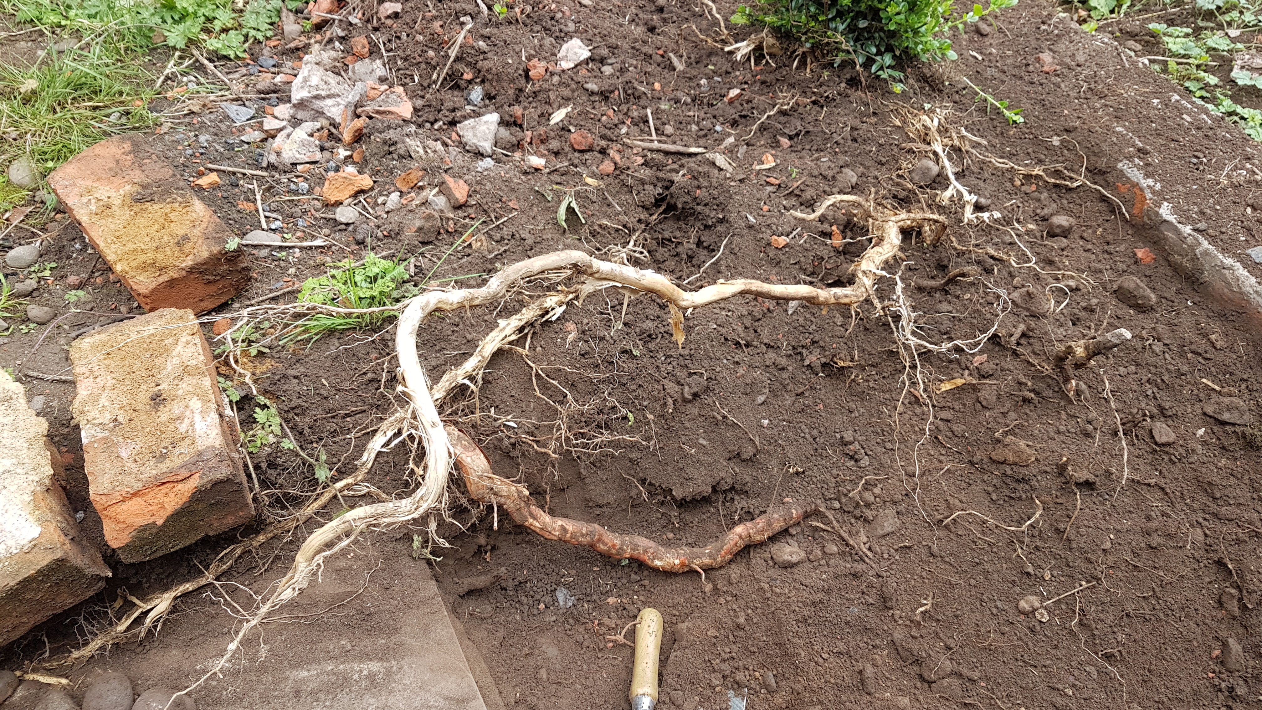 Where Did August Go? LOADS of Updates, the Garden Makeover Continues ...